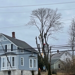 huge maple