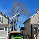 huge maple