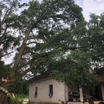 Removal of a damaged tree