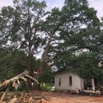 Removal of a damaged tree