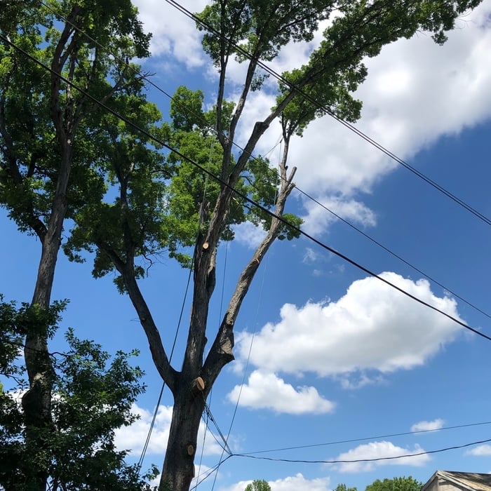 Tree Removal