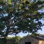 Tree Removal