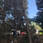 Removal of 4 Cedar Trees