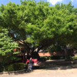 Tree trimming