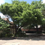 Tree trimming