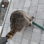 Wildlife Pictures