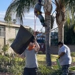 Palm tree cleaning