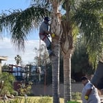 Palm tree cleaning
