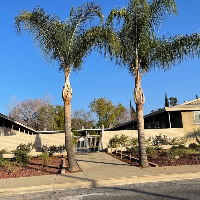 Palm tree cleaning