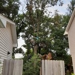 Oak removal.