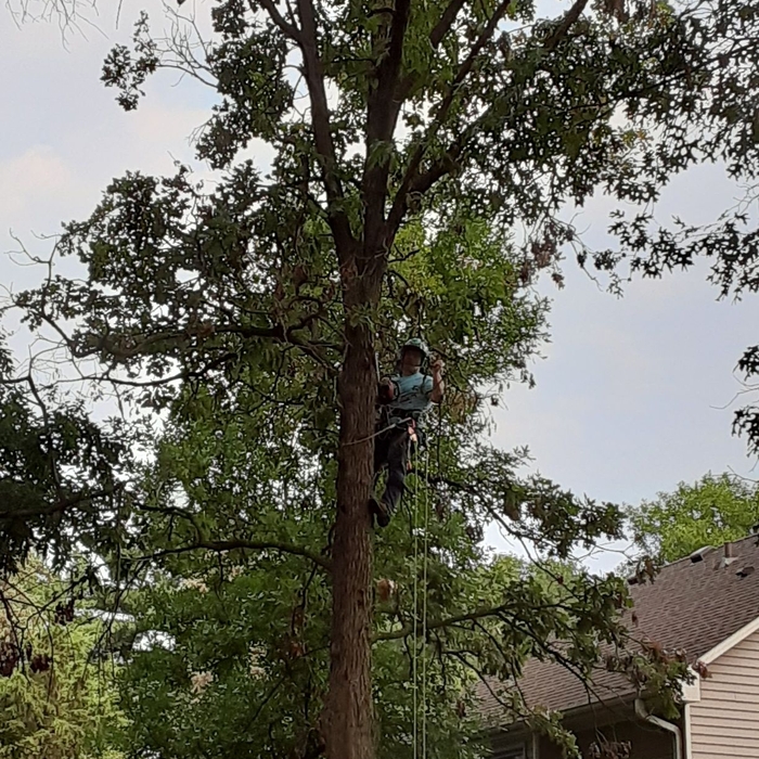 Oak removal.