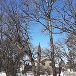 Tree removals