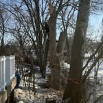 Tree removals