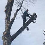 Tree Service Project