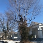 Tree Service Project