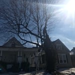 Tree Service Project