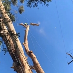 Remove hazardous tree