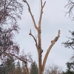 Remove hazardous tree