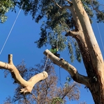 Remove hazardous tree