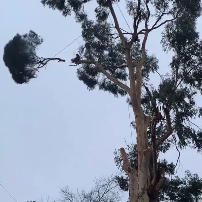 Remove hazardous tree