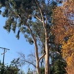 Remove hazardous tree