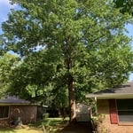 Tree removal