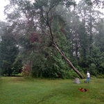 Tree Removal