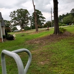 Tree Removal