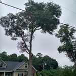 Tree Removal