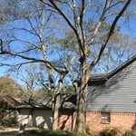 Trim trees