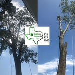 Tree Trimming