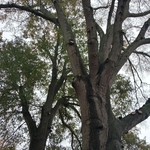 Tree Service Project