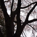 Tree Service Project