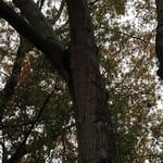 Tree Service Project