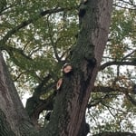 Tree Service Project