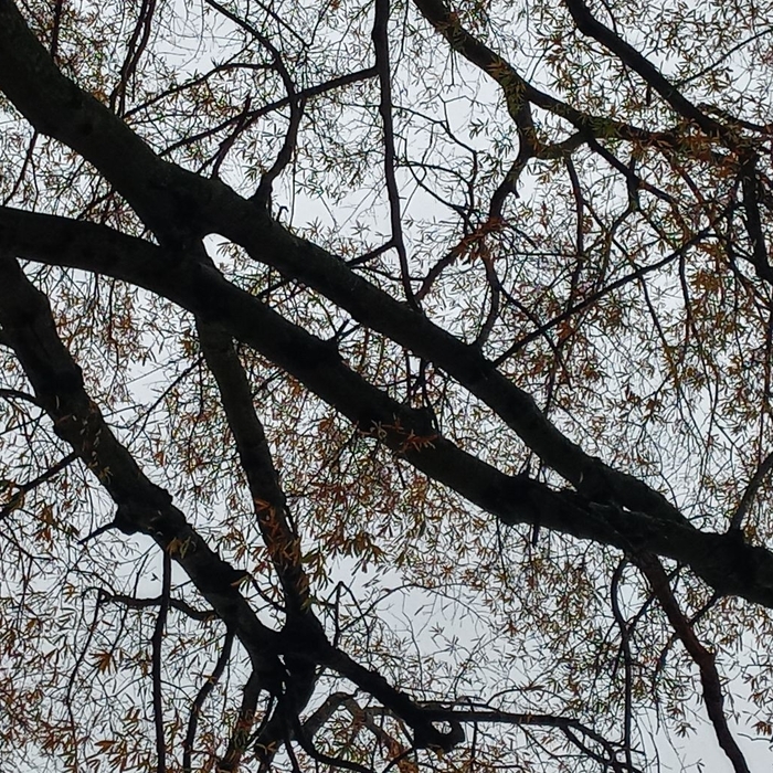 Tree Service Project