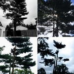Tree Removal