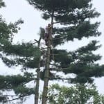Tree Removal