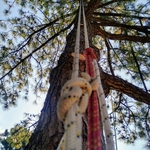 A photo I took while cutting limbs off this pine to prepare to fell the top and repel down the remaining pole