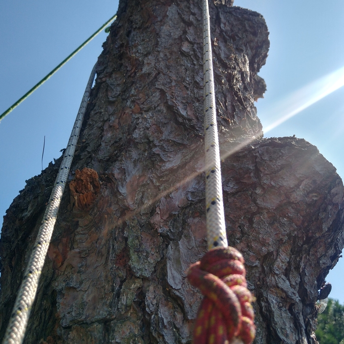 This is the photo after all the limbs were removed and just the pole was left
