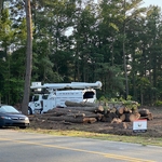 57 Pines Removed in Beulaville, NC
