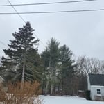 Pine tree removal
