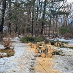 Pine tree removal