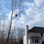 Tree Service Project