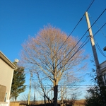 Tree Service Project around power wires.