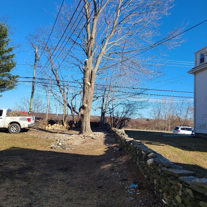 Tree Service Project around power wires.