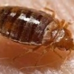 Bed Bug Feeding