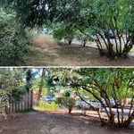 Full yard cleanup