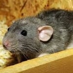 baby rat