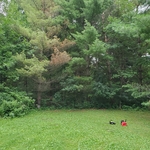 Tree removal